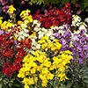 Wallflower Sugar Rush