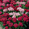 Sweet William Vesuvio