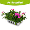 Sweet William Gem Sweet William Gem