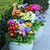 Polyanthus High Seas Mix Polyanthus High Seas Mix