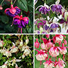 Trailing Fuchsia Collection