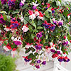Trailing Fuchsia Collection
