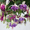 Trailing Fuchsia Collection