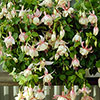 Trailing Fuchsia Collection