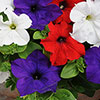 Petunia Patriotic Mix