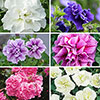 Tumbelina Petunia Most Fragrant Ever Collection