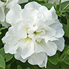 Tumbelina Petunia Most Fragrant Ever Collection