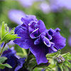 Tumbelina Petunia Most Fragrant Ever Collection