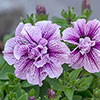 Tumbelina Petunia Most Fragrant Ever Collection