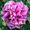 Tumbelina Petunia Most Fragrant Ever Collection