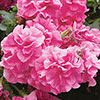 Tumbelina Petunia Most Fragrant Ever Collection