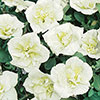 Tumbelina Petunia Most Fragrant Ever Collection