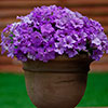 Petunia Surfinia Collection