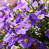 Petunia Surfinia Collection