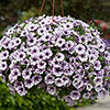 Petunia Surfinia Collection