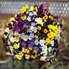 Trailing Hardy Pansy Fragrant Waterfall Trailing Hardy Pansy Fragrant Waterfall