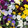 Trailing Hardy Pansy Fragrant Waterfall Trailing Hardy Pansy Fragrant Waterfall