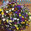 Trailing Hardy Pansy Fragrant Waterfall Trailing Hardy Pansy Fragrant Waterfall
