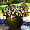 Trailing Hardy Pansy Fragrant Waterfall Trailing Hardy Pansy Fragrant Waterfall