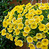 Petunia Bees Knees