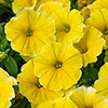 Petunia Bees Knees