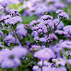 Ageratum Monarch Magic