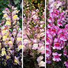 Antirrhinum Snap in Black Mix
