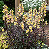 Antirrhinum Snap in Black Mix