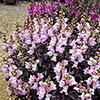 Antirrhinum Snap in Black Mix