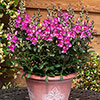 Antirrhinum Snap in Black Mix