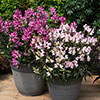 Antirrhinum Snap in Black Mix