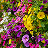 Calibrachoa Cabaret Collection