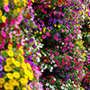 Calibrachoa Cabaret Collection