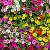 Calibrachoa Cabaret Collection