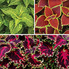 Coleus Collection Coleus Collection