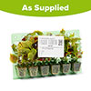 Coleus Collection Coleus Collection