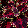 Coleus Solar Flare