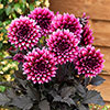 Dahlia Gardenetta Velvet Crush
