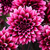 Dahlia Gardenetta Velvet Crush