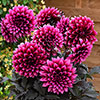 Dahlia Gardenetta Velvet Crush