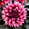 Dahlia Gardenetta Velvet Crush