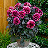 Dahlia Gardenetta Velvet Crush