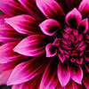Dahlia Gardenetta Velvet Crush