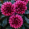 Dahlia Gardenetta Velvet Crush Dahlia Gardenetta Velvet Crush