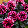 Dahlia Gardenetta Velvet Crush Dahlia Gardenetta Velvet Crush