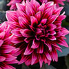 Dahlia Gardenetta Velvet Crush Dahlia Gardenetta Velvet Crush