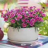Dianthus Picture Perfect