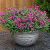 Dianthus Picture Perfect
