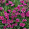 Dianthus Picture Perfect