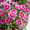 Dianthus Picture Perfect